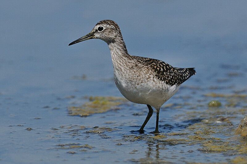 Wood Sandpiperadult