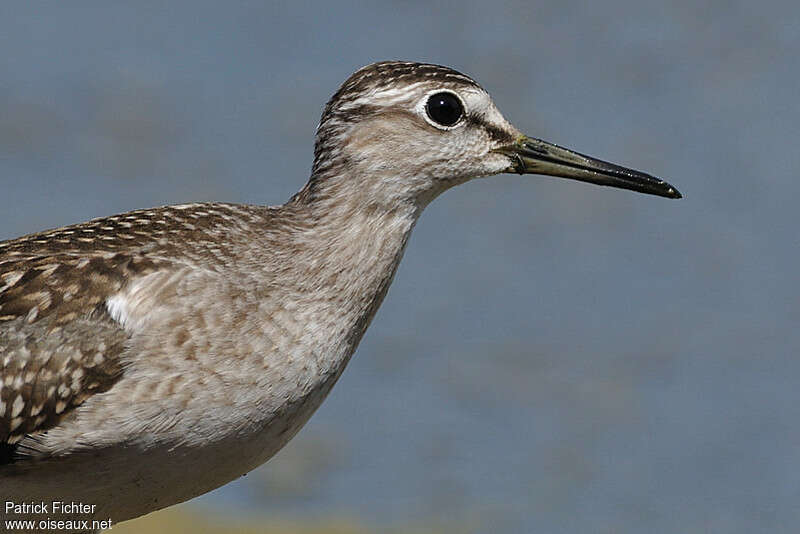 Wood Sandpiperadult, close-up portrait