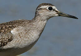 Wood Sandpiper