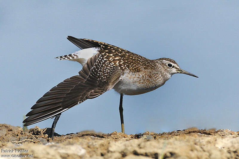 Chevalier sylvainjuvénile, identification, Comportement