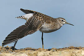 Wood Sandpiper