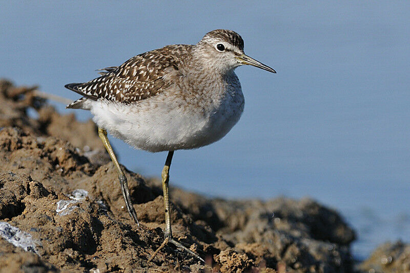 Wood Sandpiperadult post breeding