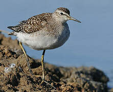 Wood Sandpiper