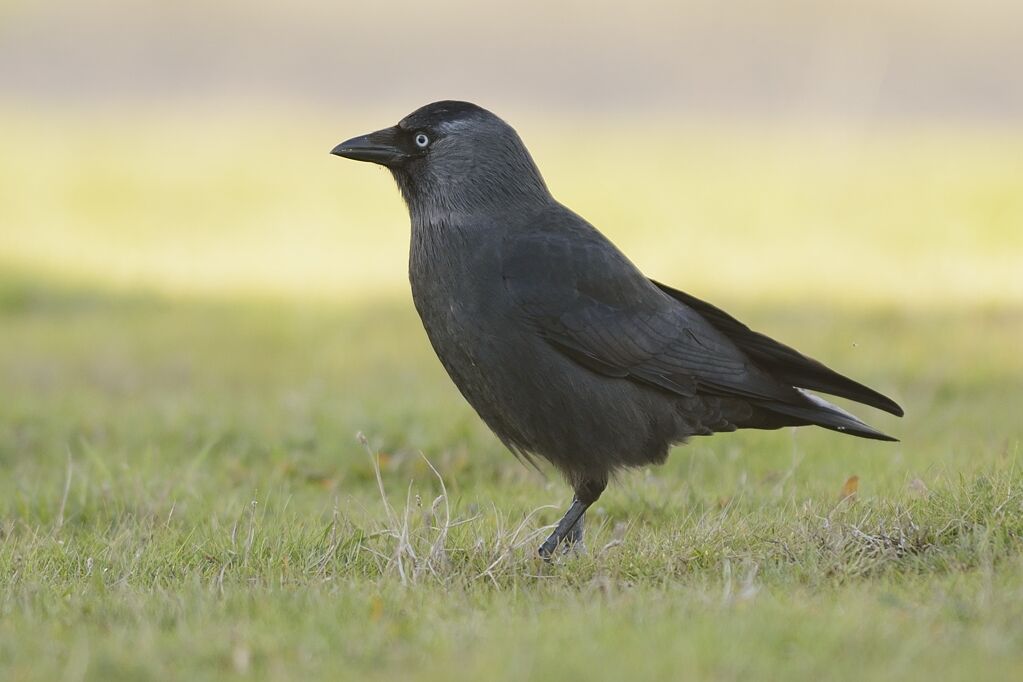 Western Jackdawadult, identification