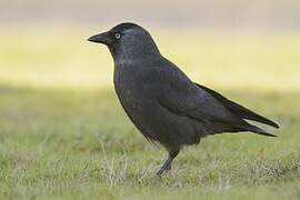 Western Jackdaw