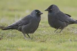 Western Jackdaw