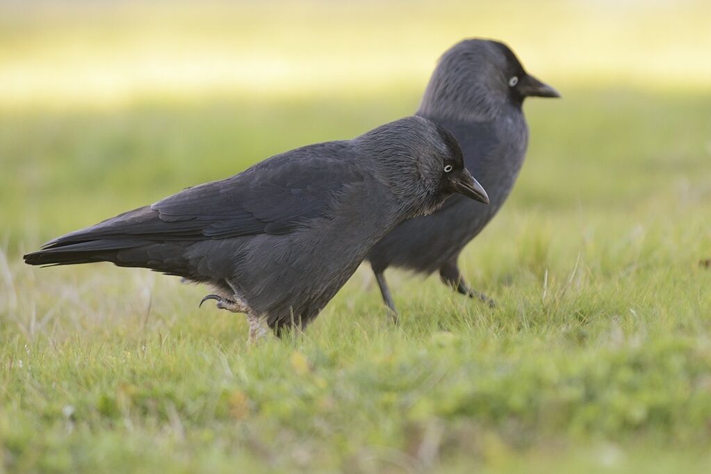 Western Jackdawadult, identification