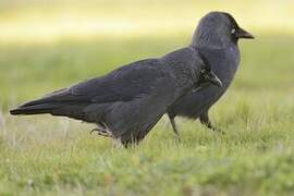 Western Jackdaw