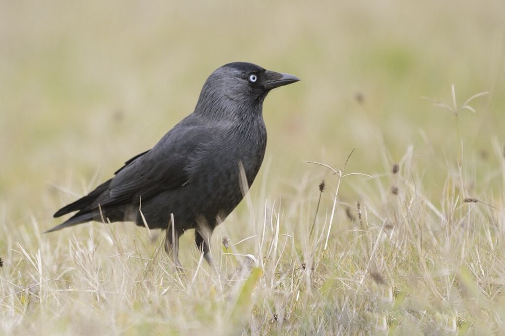 Western Jackdawadult, identification