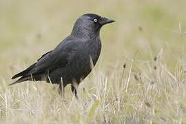 Western Jackdaw