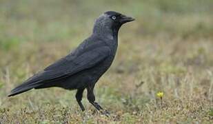 Western Jackdaw