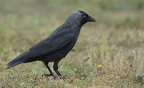 Western Jackdaw