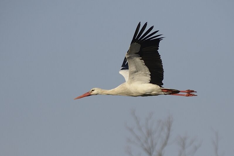 Cigogne blancheadulte, Vol