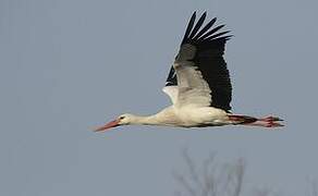 White Stork