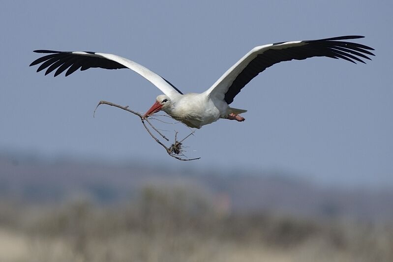 Cigogne blancheadulte, Vol, Nidification