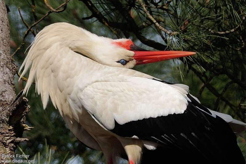 Cigogne blancheadulte, chant, Comportement