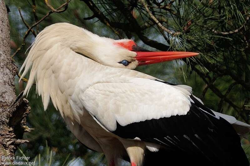 White Storkadult, song, Behaviour