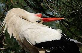 Cigogne blanche