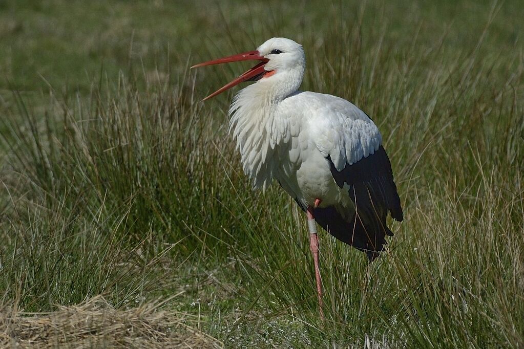 Cigogne blancheadulte nuptial, habitat