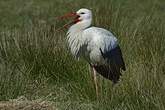 Cigogne blanche