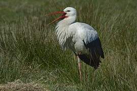 White Stork