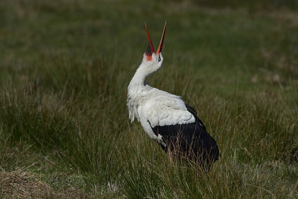 White Storkadult breeding, song