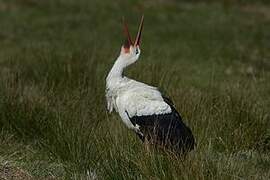 White Stork