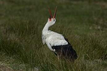 Cigogne blanche