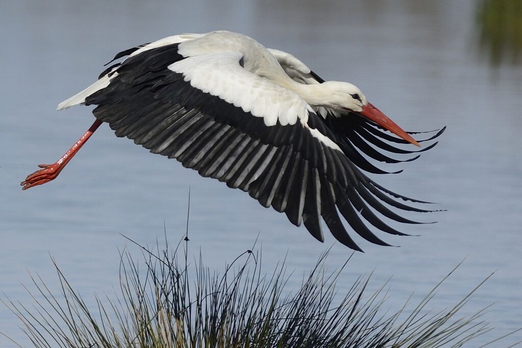 White Storkadult breeding, Flight