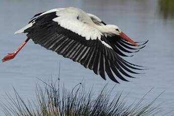 Cigogne blanche