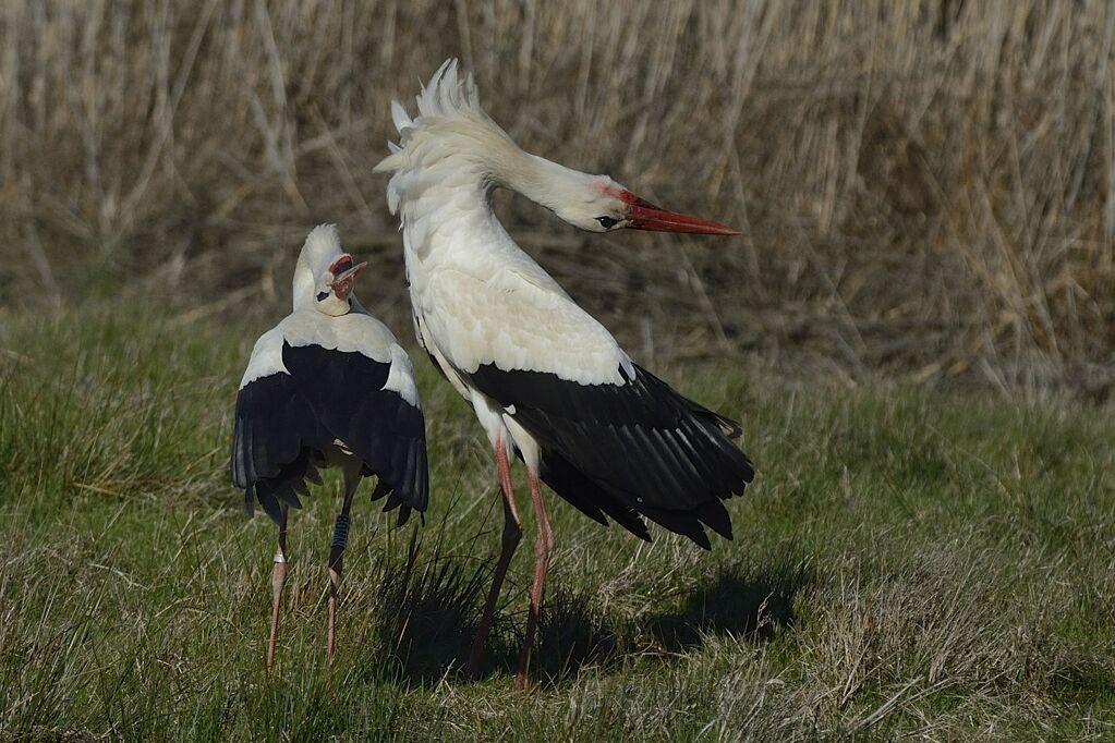 Cigogne blancheadulte nuptial, parade