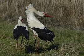 Cigogne blanche