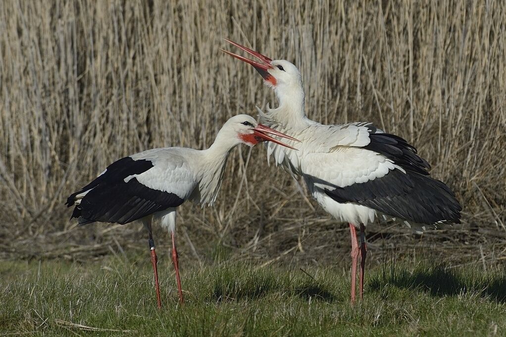 Cigogne blancheadulte nuptial, parade