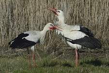 Cigogne blanche