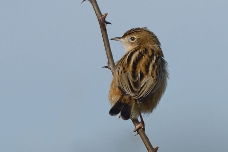 Zitting Cisticolaadult post breeding