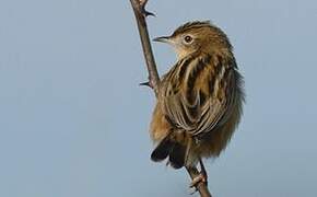 Zitting Cisticola