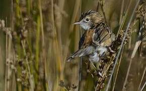 Zitting Cisticola