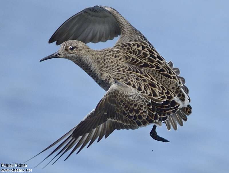 Ruffadult post breeding, Flight