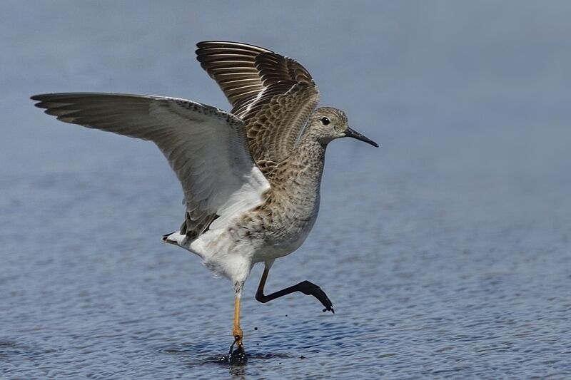 Ruff female