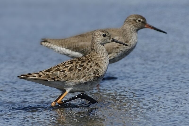 Ruff female