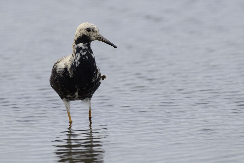 Ruff male adult transition