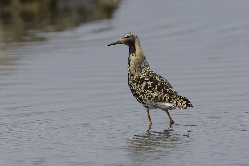 Ruff male adult breeding