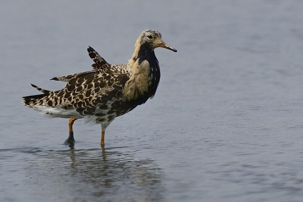 Ruff male adult breeding