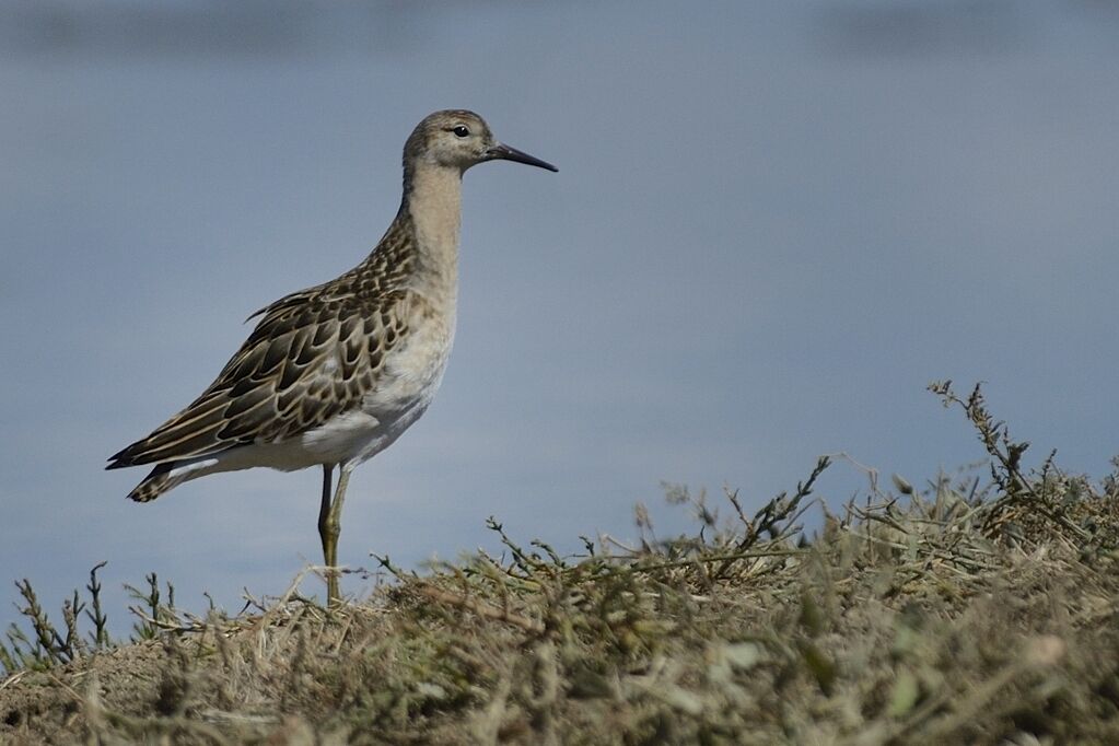 Ruff male adult post breeding, identification