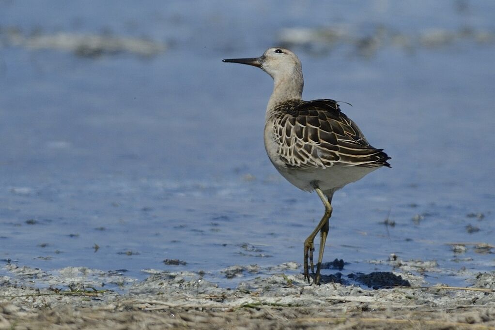 Ruff male adult post breeding