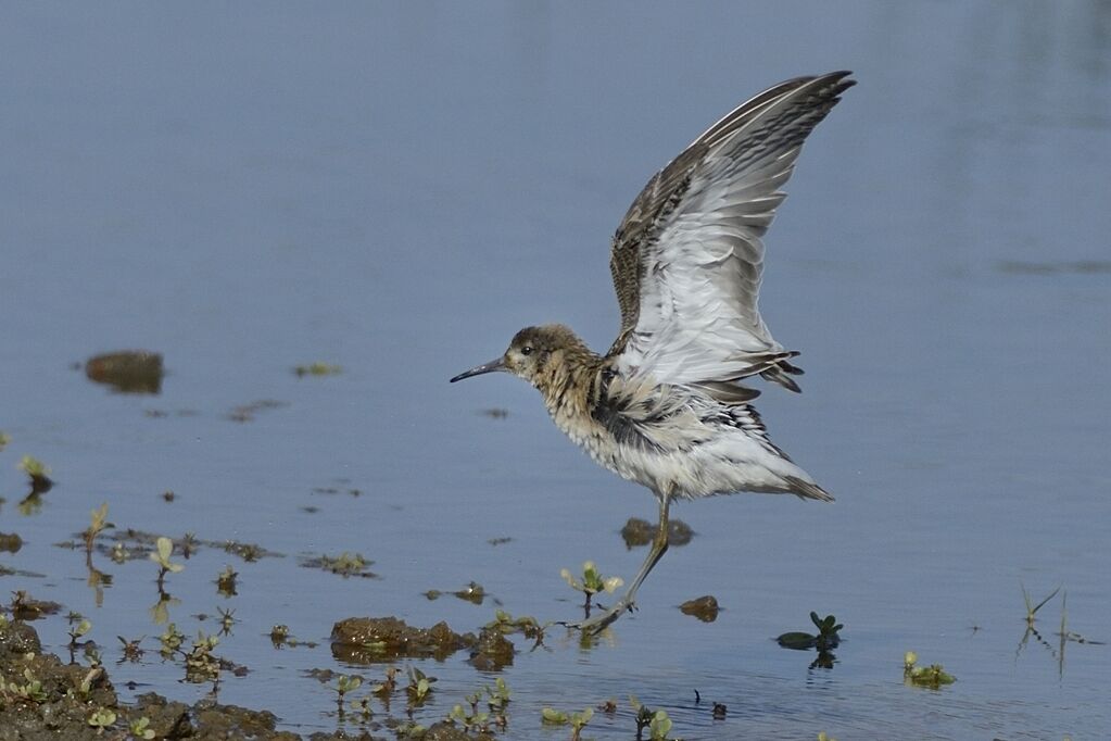 Combattant variéimmature, soins