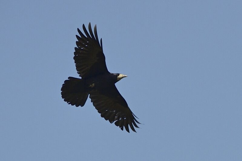 Corbeau freuxadulte, Vol