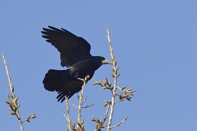 Corbeau freuxadulte nuptial, Nidification