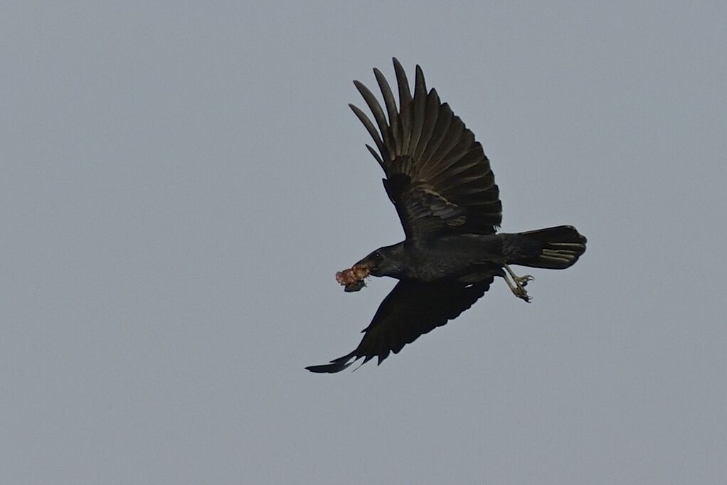 Carrion Crowadult, Flight