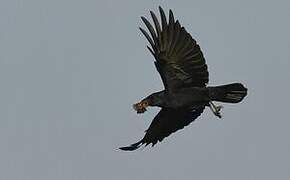 Carrion Crow